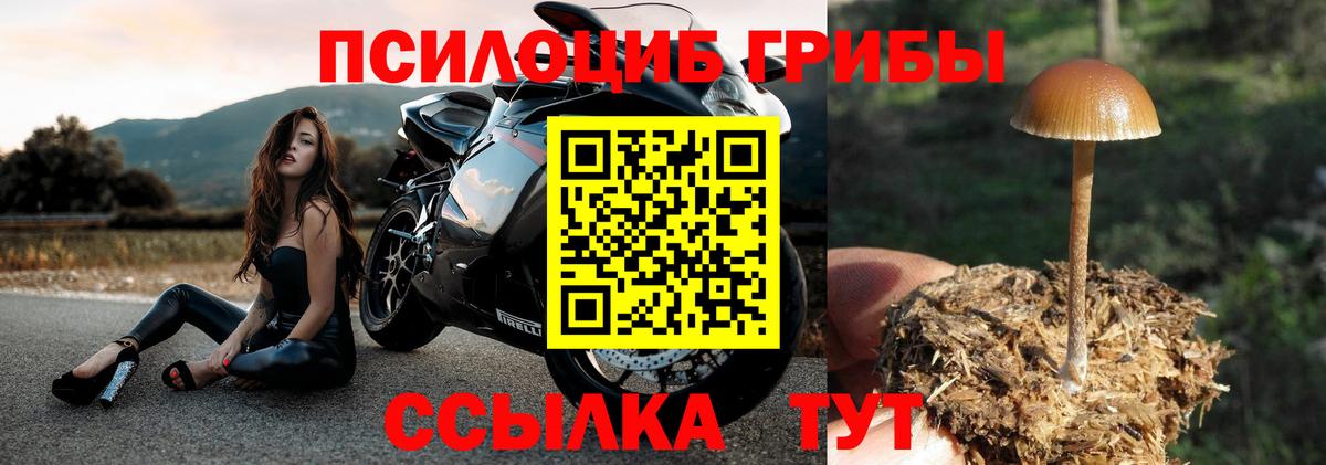 Керчь  Псилоцибиновые грибы Psilocybe  Вход с VPN 